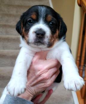 Beagle Dogs Available for Adoption in Wood Dale, Illinois - Casey- Foster To Adopt | PetCurious