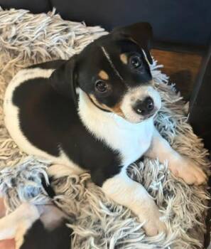 Dachshund Dogs Available for Adoption - Mocha | PetCurious