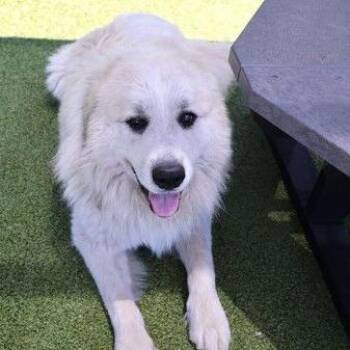 CT Yeti -  Great Pyrenees Dog for Adoption in Stormville, New York - CT Yeti | PetCurious