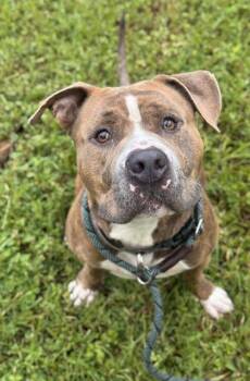 Rescue American Staffordshire Terrier Dogs for Adoption in Fort Lauderdale, Florida - HOWIE | PetCurious