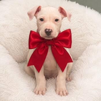 Casper -  Pit Bull Terrier Dog for Adoption in Crosby, Texas - Casper | PetCurious