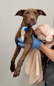 Tilt-A-Whirl -  Mixed Breed Dog for Adoption in Chillicothe, Ohio - Tilt-A-Whirl | PetCurious