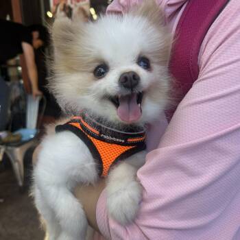 Honey -  Pomeranian Dog for Adoption in Los Angeles, California - Honey | PetCurious