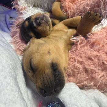 Snap -  Mixed Breed Dog for Adoption in Fayetteville, Arkansas - Snap | PetCurious