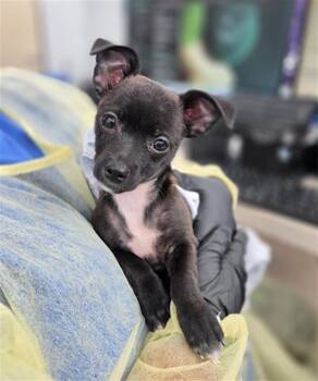 GUS -  Mixed Breed Dog for Adoption in Dallas, Texas - GUS | PetCurious