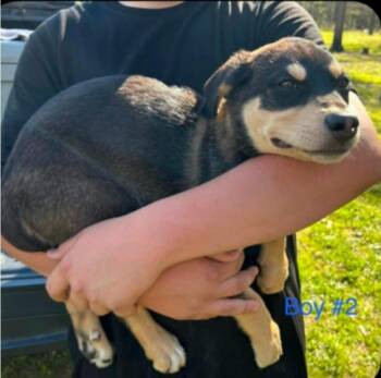 Shepherd and Rottweiler Dogs Available for Adoption in El Dorado, Arkansas - Charlie | PetCurious