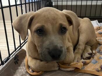 Pit Bull Terrier and Labrador Retriever Dogs Available for Adoption in Baytown, Texas - RUSTY | PetCurious