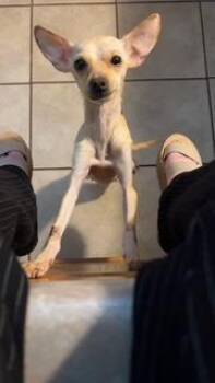 Chi Chi -  Chihuahua Dog for Adoption in Fayetteville, Arkansas - Chi Chi | PetCurious
