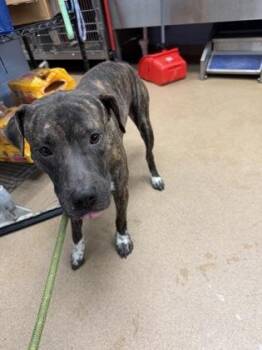 Burple -  Mixed Breed Dog for Adoption in Chamblee, Georgia - Burple | PetCurious