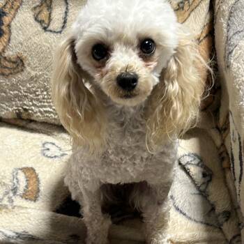 4.6 lbs Hanna -  Poodle Dog for Adoption in Antwerp, Ohio - 4.6 Lbs Hanna | PetCurious