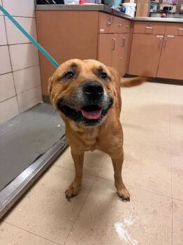 Rescue Mixed Breed Dogs for Adoption in Bossier City, Louisiana - Scrappy (Aldean) | PetCurious