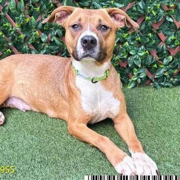 Mixed Breed Dogs Available for Adoption in West Palm Beach, Florida - Tipper | PetCurious