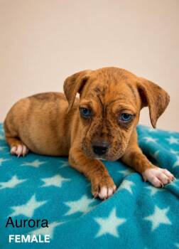 Aurora -  Mixed Breed Dog for Adoption in St. Augustine, Florida - Aurora | PetCurious