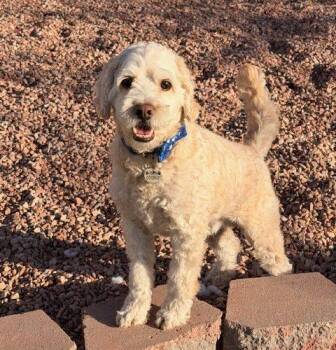 Cockapoo Dogs Available for Adoption - Cooper | PetCurious