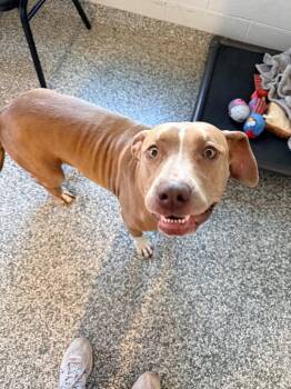 Pit Bull Terrier Dogs Available for Adoption in Mustang, Oklahoma - Sugar | PetCurious