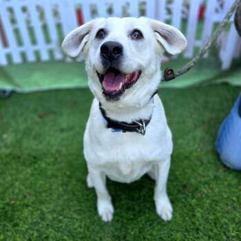 Labrador Retriever and Mixed Breed Dogs Available for Adoption in Long Beach, California - DAPPER | PetCurious