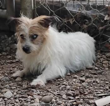 Scruff #128 -  Jack Russell Terrier Dog for Adoption in New Lexington, Ohio - Scruff #128 | PetCurious