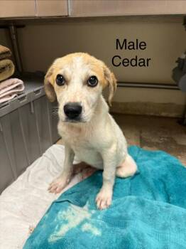 Cedar -  Hound Dog for Adoption in West Union, Ohio - Cedar | PetCurious