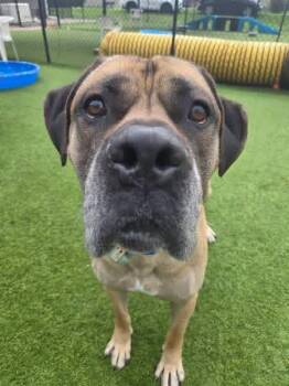 Huck -  Mastiff Dog for Adoption in Westville, Indiana - Huck | PetCurious