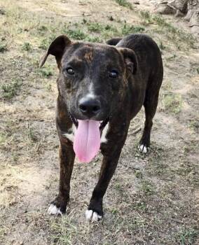 Rescue Mixed Breed Dogs for Adoption in Okemah, Oklahoma - Rex | PetCurious