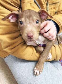 Mixed Breed Dogs Available for Adoption - Koa | PetCurious