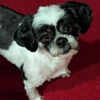 Shih Tzu Dogs Available for Adoption in Westland, Michigan - DORY | PetCurious