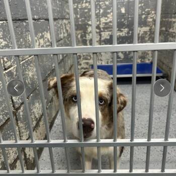Delilah -  Australian Shepherd Dog for Adoption in Huntsville, Alabama - Delilah | PetCurious
