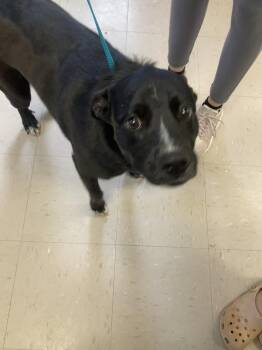 Lakeland Terrier and Border Collie Dogs Available for Adoption in Burnsville, North Carolina - Lansing | PetCurious