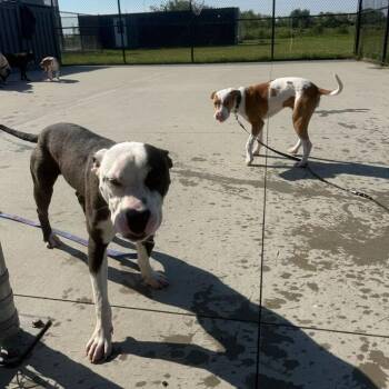 Locito -  Pit Bull Terrier Dog for Adoption in Matteson, Illinois - Locito | PetCurious