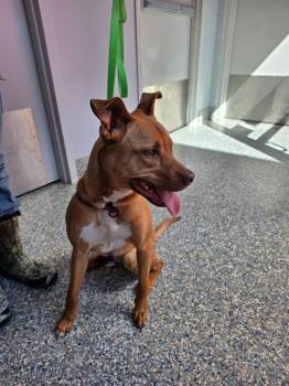 Nola -  Terrier and Miniature Pinscher Dog for Adoption in Angola, Indiana - Nola | PetCurious
