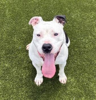 Popcorn -  Mixed Breed Dog for Adoption in West Chester, Pennsylvania - Popcorn | PetCurious
