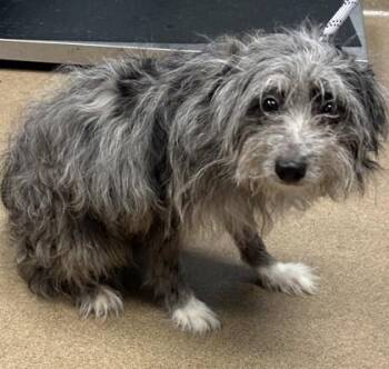 Julian -  Mixed Breed Dog for Adoption in Chamblee, Georgia - Julian | PetCurious