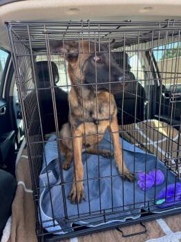 Sunny D -  Belgian Shepherd Malinois Dog for Adoption in Duxbury, Massachusetts - Sunny D | PetCurious