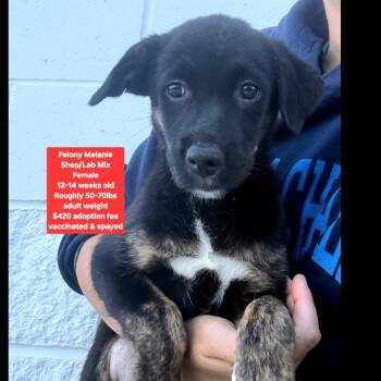 Felony Melanie -  Labrador Retriever and Shepherd Dog for Adoption in Oviedo, Florida - Felony Melanie | PetCurious