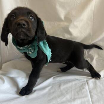 Shirlee Kenyon -  Mixed Breed Dog for Adoption in Canal Winchester, Ohio - Shirlee Kenyon | PetCurious