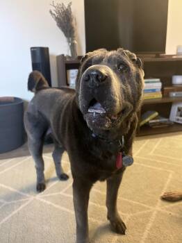 Thor (bonded to Raven) -  Shar Pei Dog for Adoption in Roy, Utah - Thor (bonded To Raven) | PetCurious