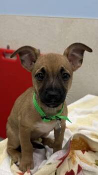 Terrier and Mixed Breed Dogs Available for Adoption in Honolulu, Hawaii - Buttercup | PetCurious