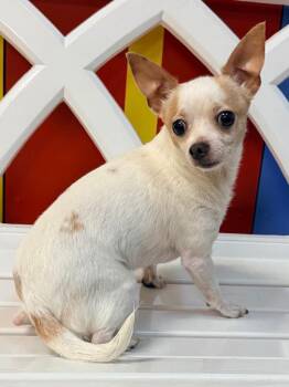 Yams -  Chihuahua Dog for Adoption in Ocala, Florida - Yams | PetCurious