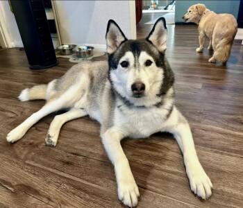 Rescue Siberian Husky and Husky Dogs for Adoption in Manhattan Beach, California - Ranger | PetCurious