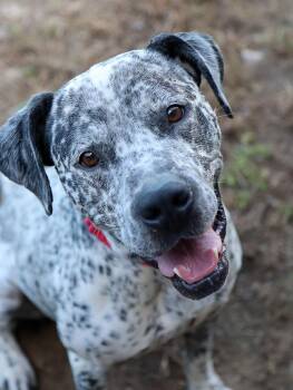 Rescue American Bulldog and Pointer Dogs for Adoption in Kansas City, Kansas - Arnold (AO35019) | PetCurious
