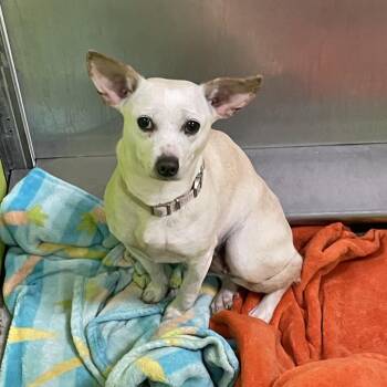 Chihuahua and Mixed Breed Dogs Available for Adoption in Spokane, Washington - Mary Ann | PetCurious