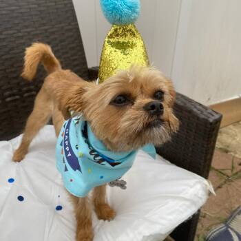 Donte -  Shih Tzu and Mixed Breed Dog for Adoption in Philadelphia, Pennsylvania - Donte | PetCurious