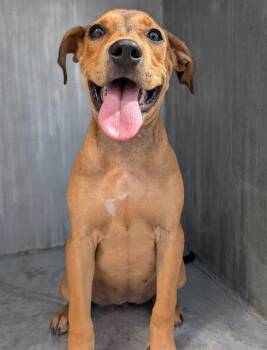 SILLYLADY -  American Staffordshire Terrier Dog for Adoption in San Antonio, Texas - SILLYLADY | PetCurious