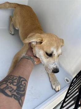 Carolina Dog Dogs Available for Adoption - A650865 | PetCurious