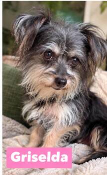 Griselda -  Yorkshire Terrier Dog for Adoption in Semmes, Alabama - Griselda | PetCurious