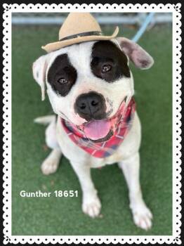American Staffordshire Terrier Dogs Available for Adoption in Marietta, Georgia - GUNTHER | PetCurious