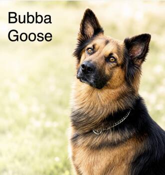 Bubba Goose -  German Shepherd Dog Dog for Adoption in Lucas, Texas - Bubba Goose | PetCurious