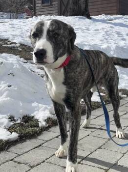 Mixed Breed Dogs Available for Adoption - Frost | PetCurious