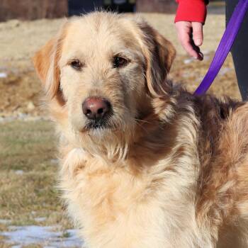 CT Clyde -  Golden Retriever and Poodle Dog for Adoption in Stormville, New York - CT Clyde | PetCurious