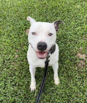 Rescue Pit Bull Terrier Dogs for Adoption in Ocean Township, New Jersey - Pocco- Personality Plus | PetCurious
